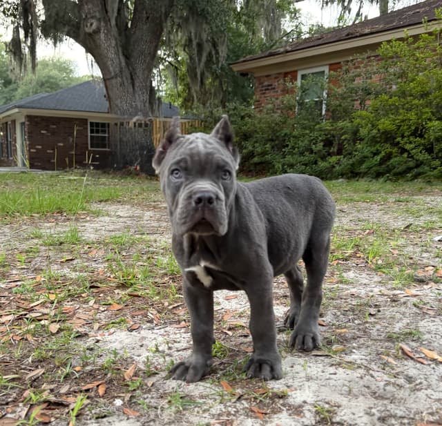 Queen Bee kennel Cane Corso Puppies media 7