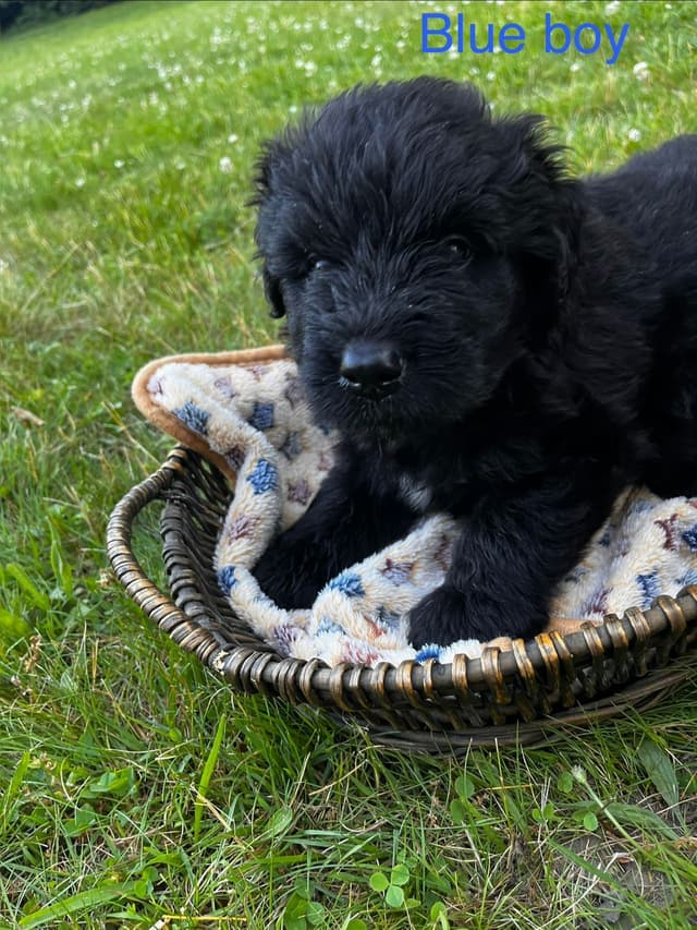 Bouvier des Flandres Puppies media 2