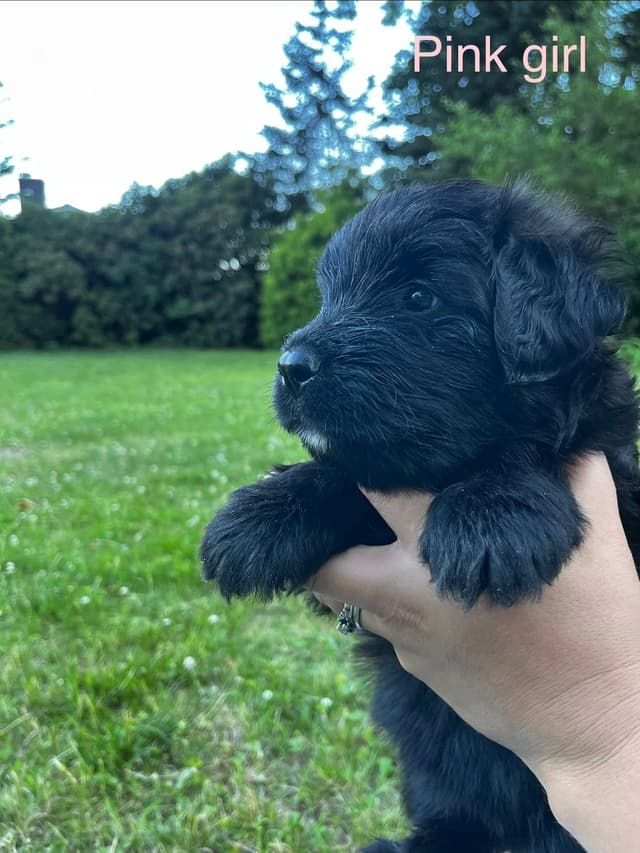 Bouvier des Flandres Puppies media 5