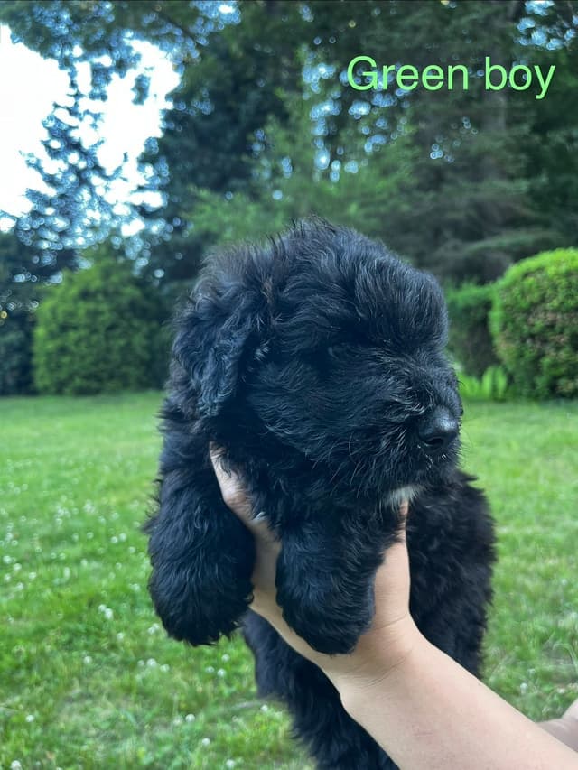 Bouvier des Flandres Puppies media 3