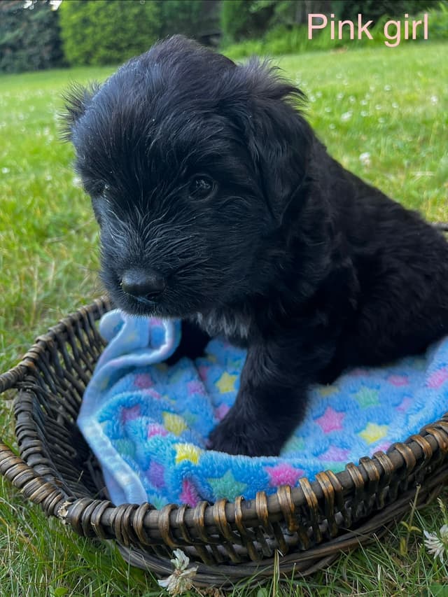 Bouvier des Flandres Puppies media 4