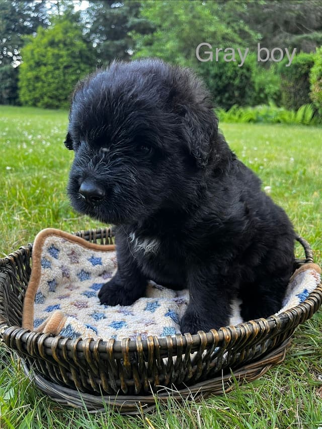Bouvier des Flandres Puppies media 6