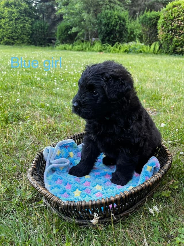 Bouvier des Flandres Puppies media 9