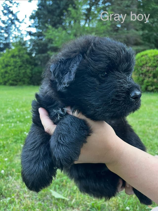 Bouvier des Flandres Puppies media 7