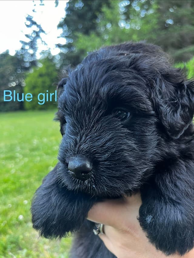 Bouvier des Flandres Puppies media 8