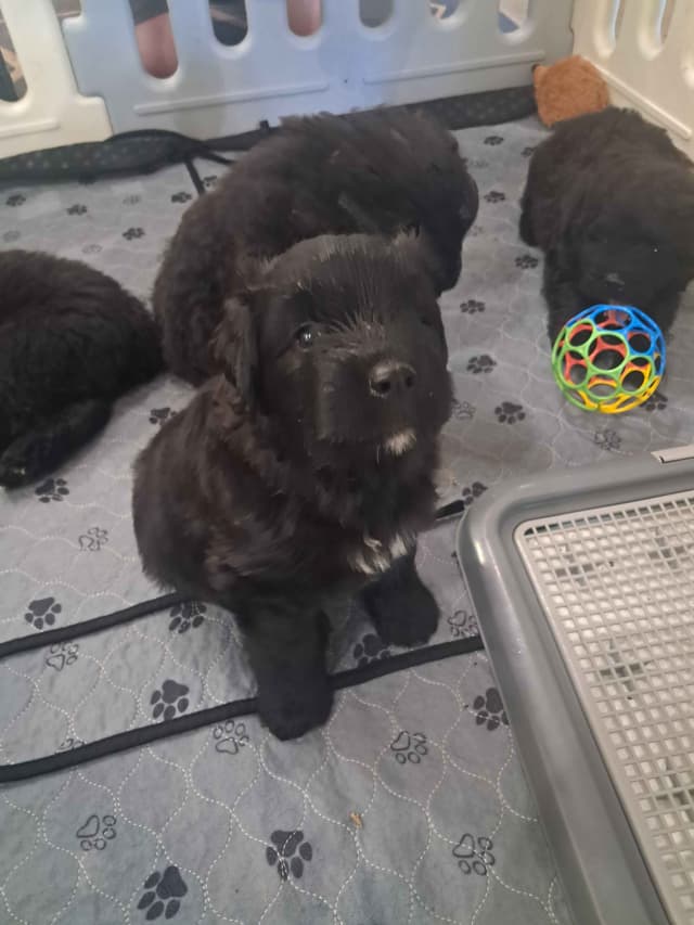 Bouvier des Flandres Puppies media 10