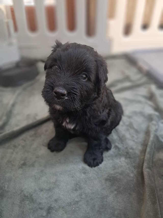 Bouvier des Flandres Puppies media 11