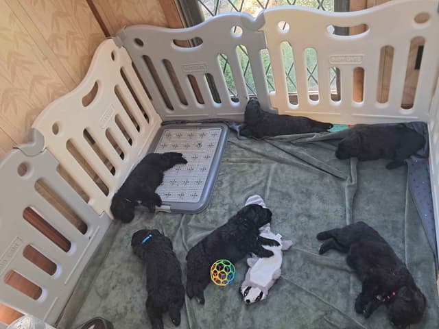 Bouvier des Flandres Puppies media 12