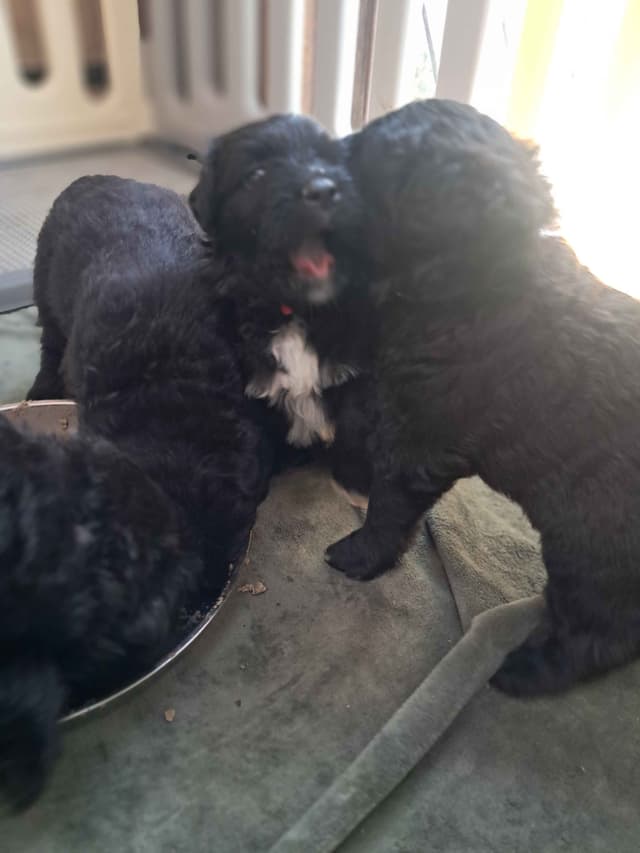 Bouvier des Flandres Puppies media 14