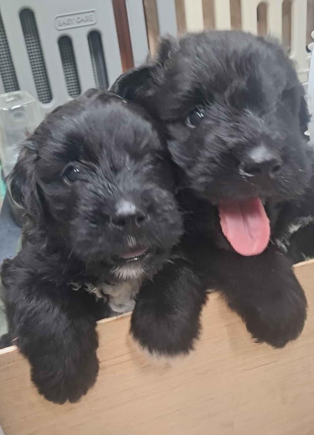Bouvier des Flandres Puppies media 15