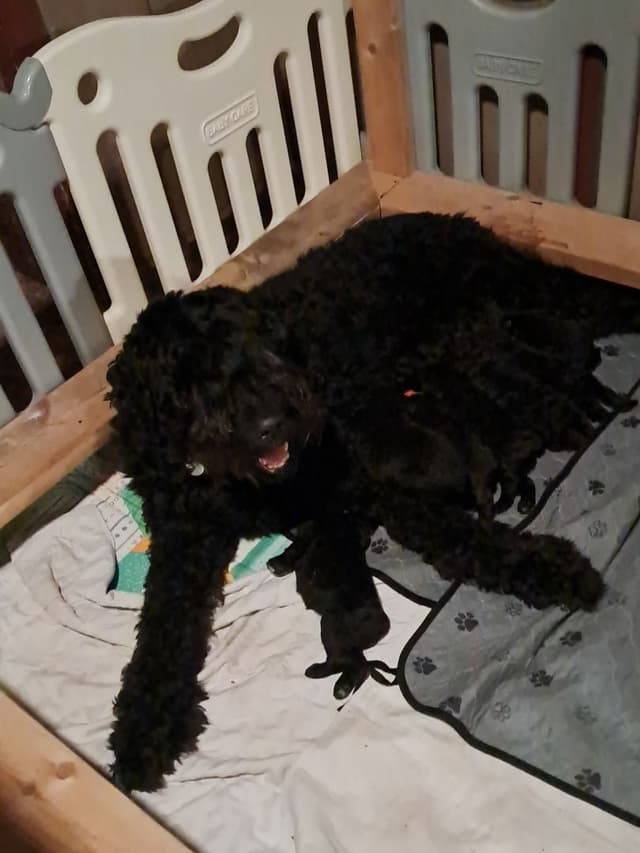 Bouvier des Flandres Puppies media 16