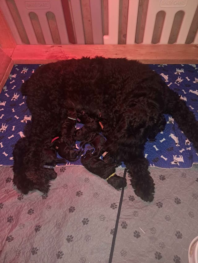 Bouvier des Flandres Puppies media 19