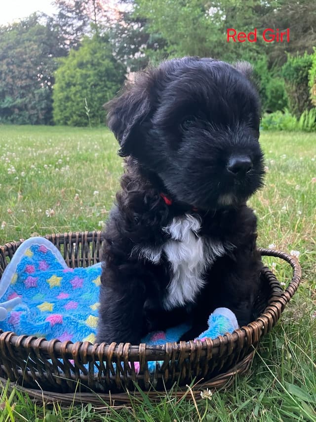 Bouvier des Flandres Puppies media 20