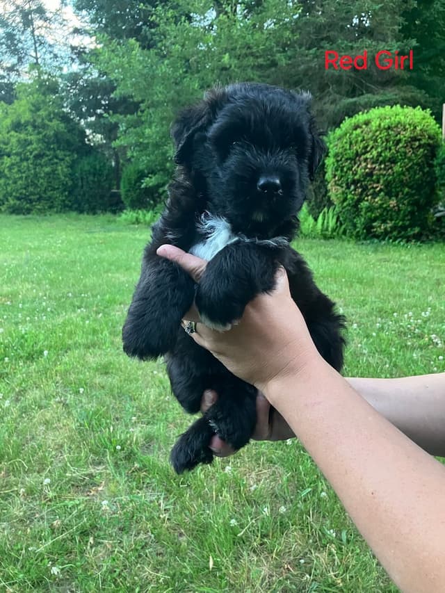 Bouvier des Flandres Puppies media 21