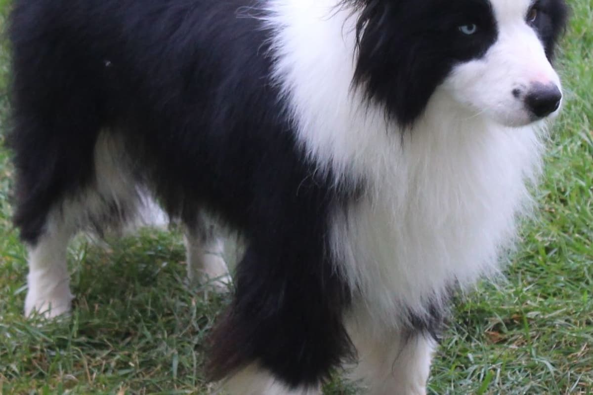 Border Collie Puppies breeder image 3