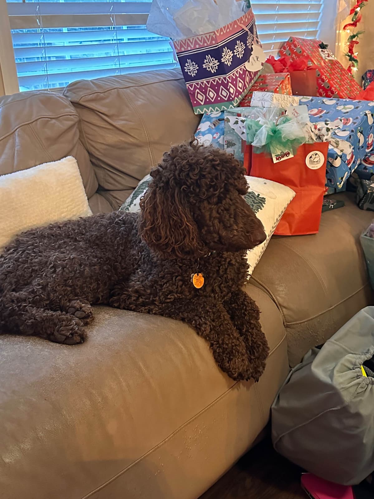 Poodle Puppies breeder image 3