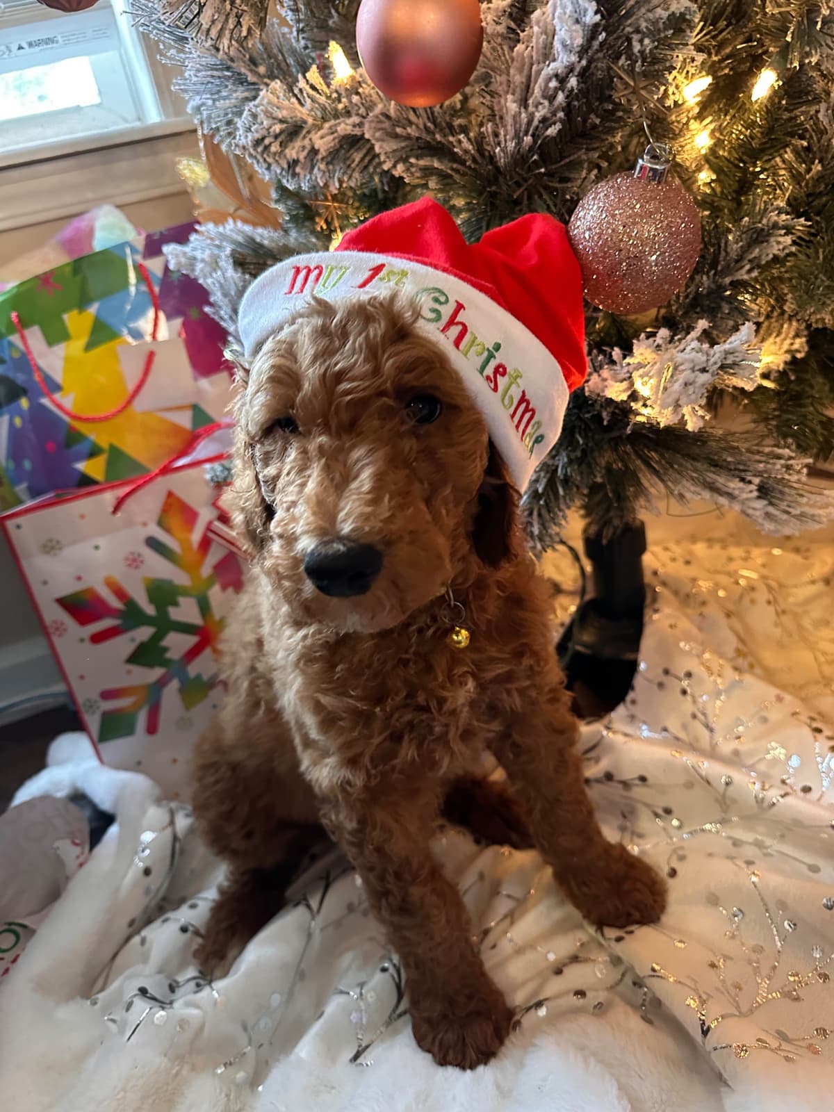 Poodle Puppies breeder image 4
