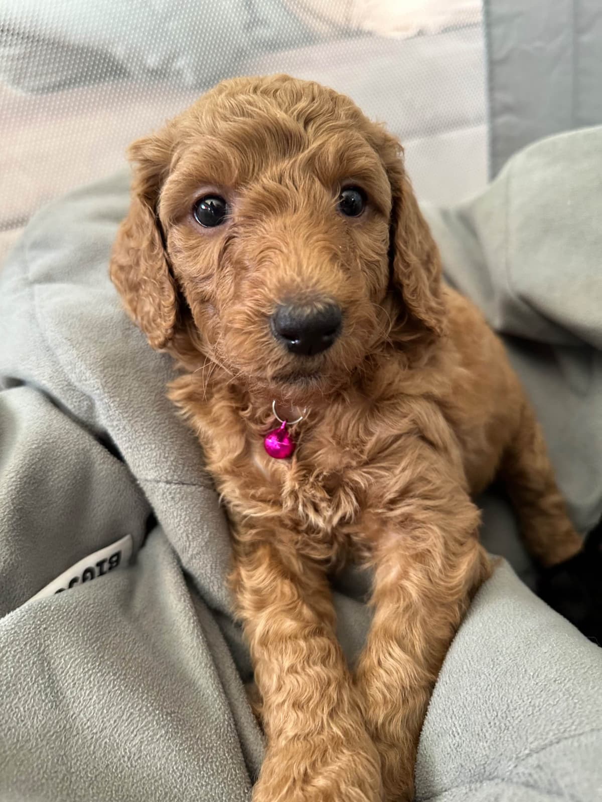 Poodle Puppies breeder image 5