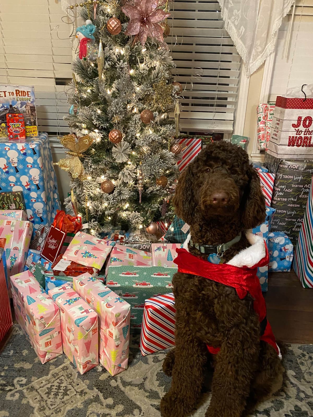 Poodle Puppies breeder image 6