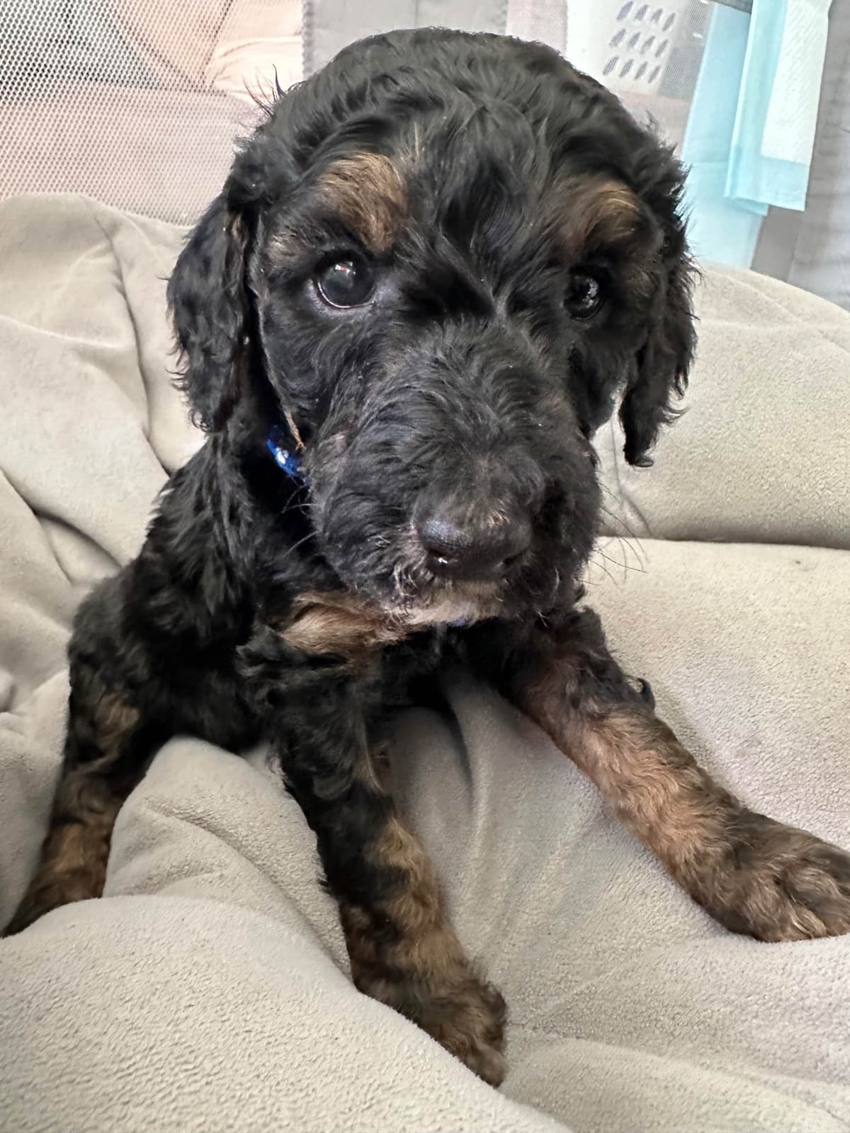 Poodle Puppies breeder image 7