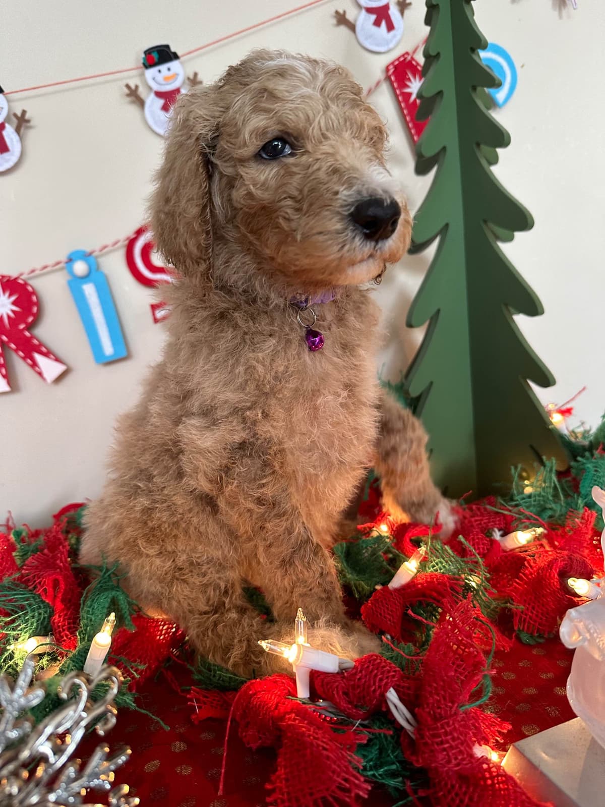 Poodle Puppies breeder image 8