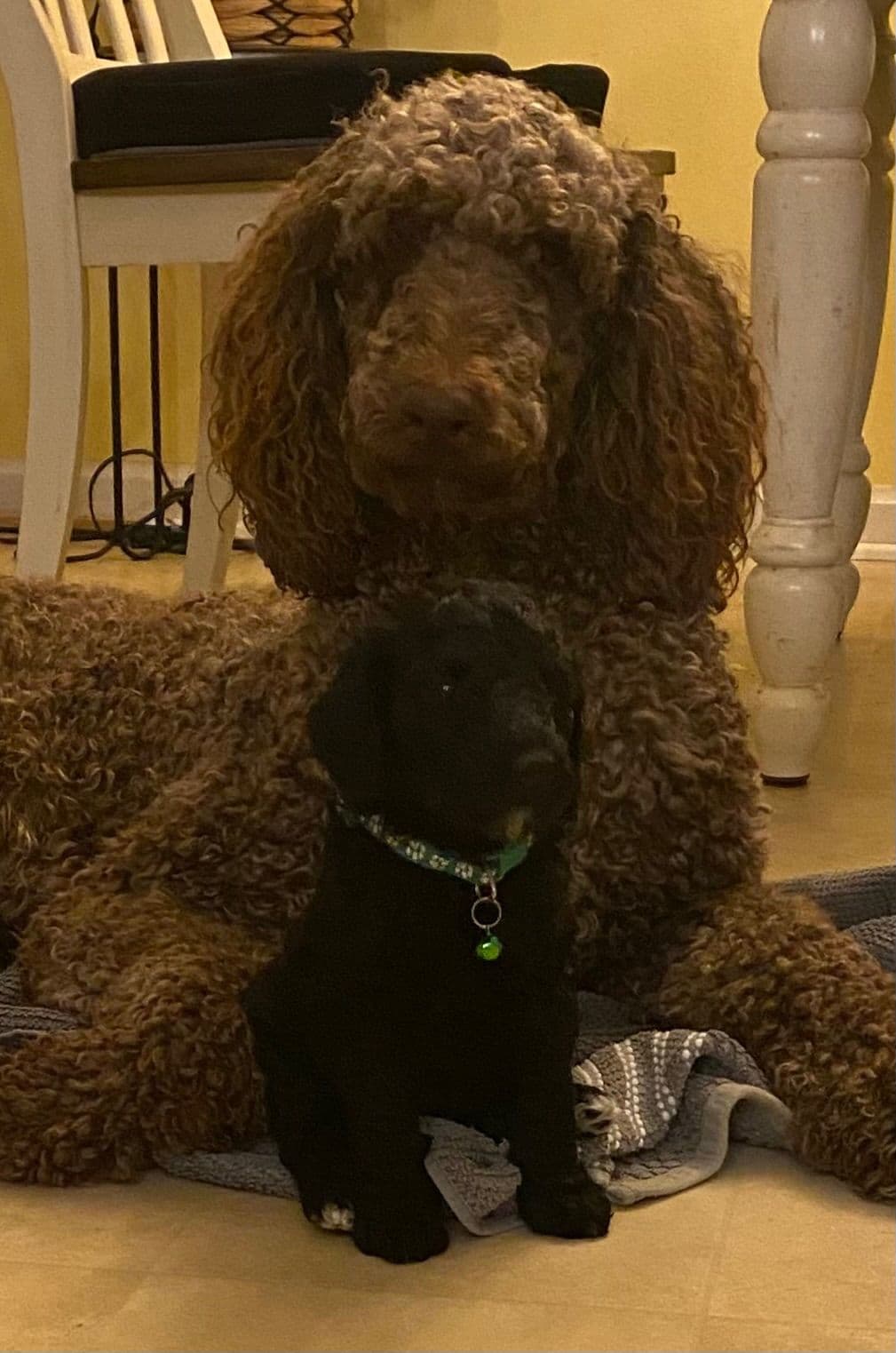 Poodle Puppies breeder image 9