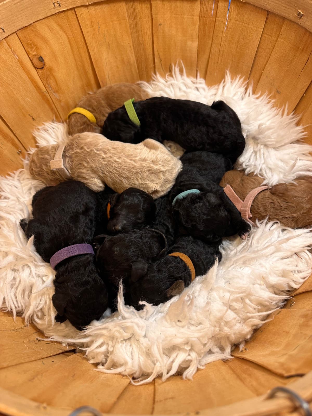 Poodle Puppies breeder image 11