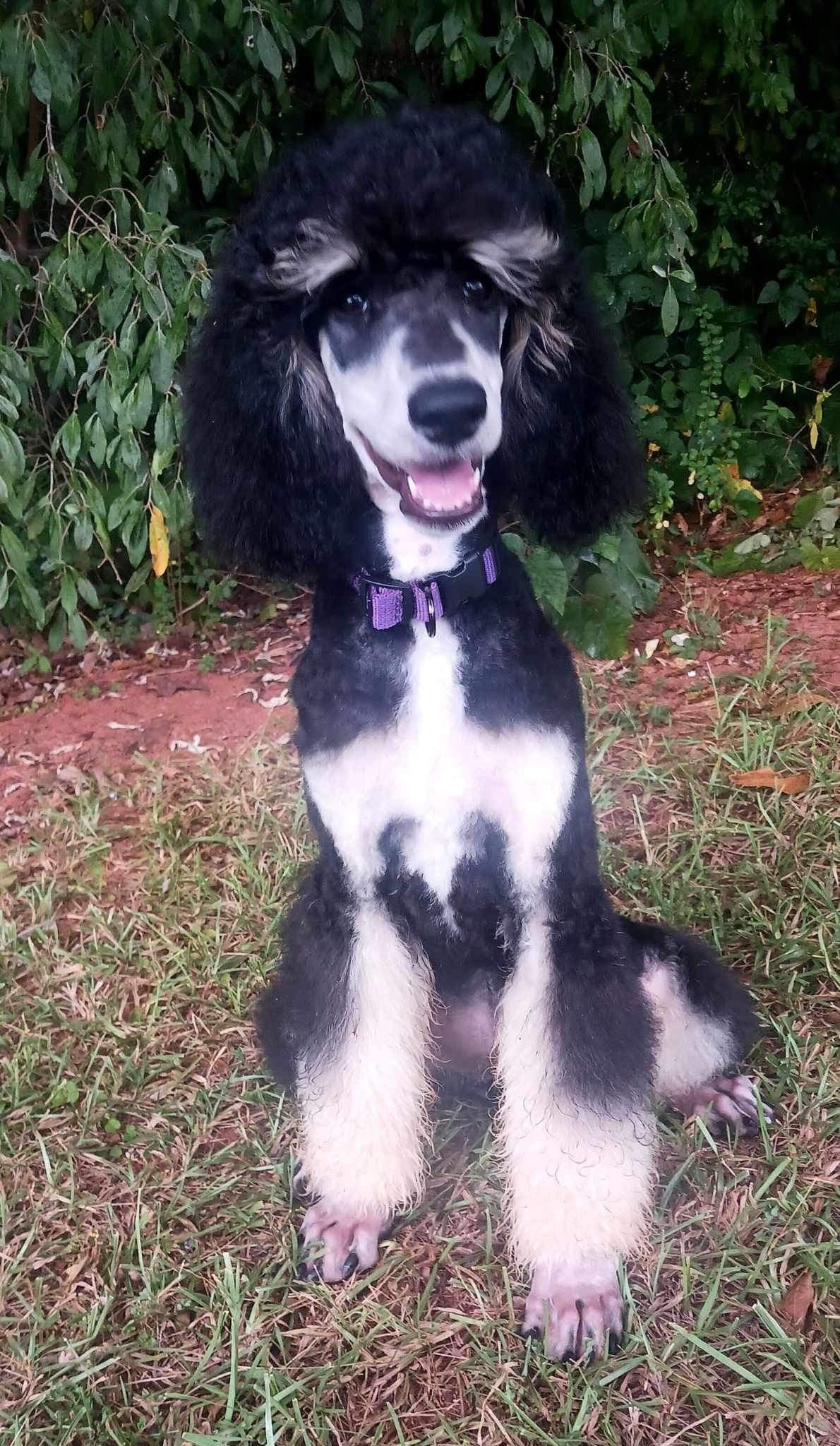 Poodle Puppies breeder image 12