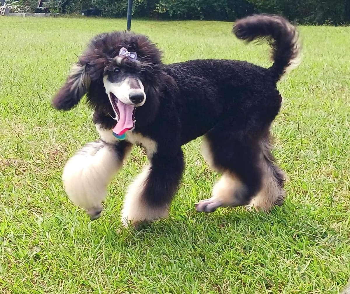 Poodle Puppies breeder image 13