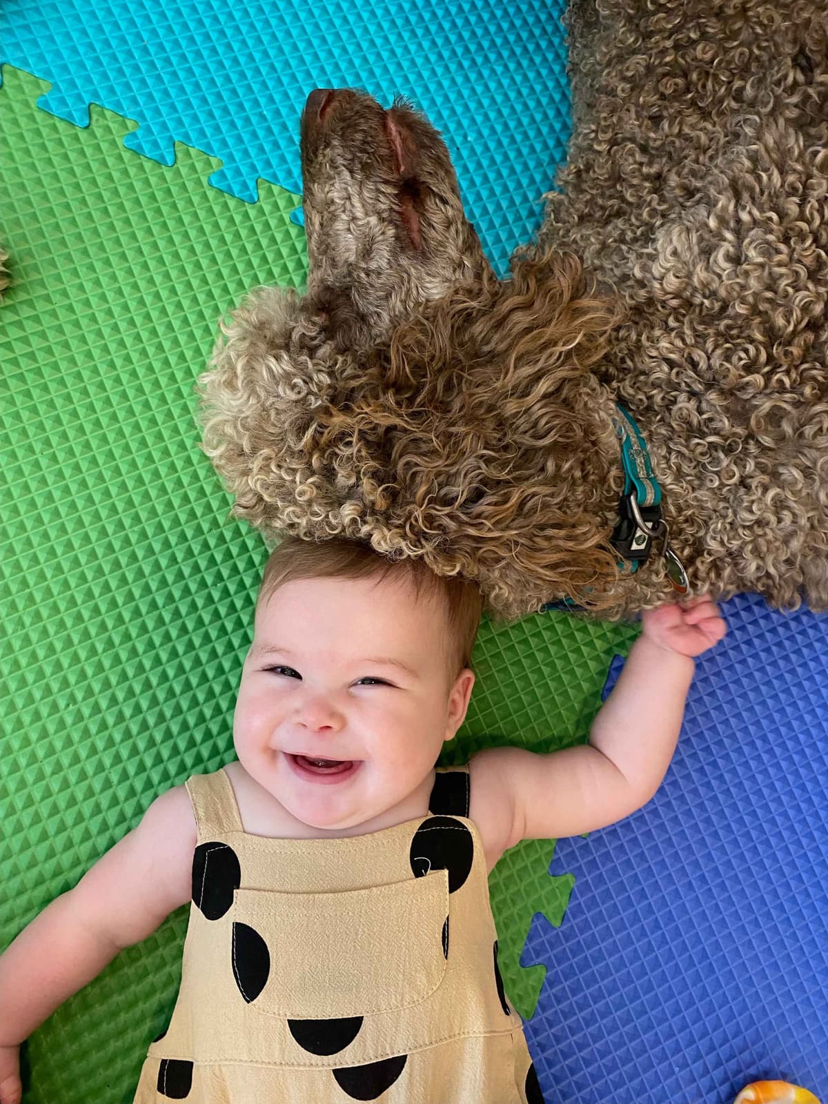 Poodle Puppies breeder image 14