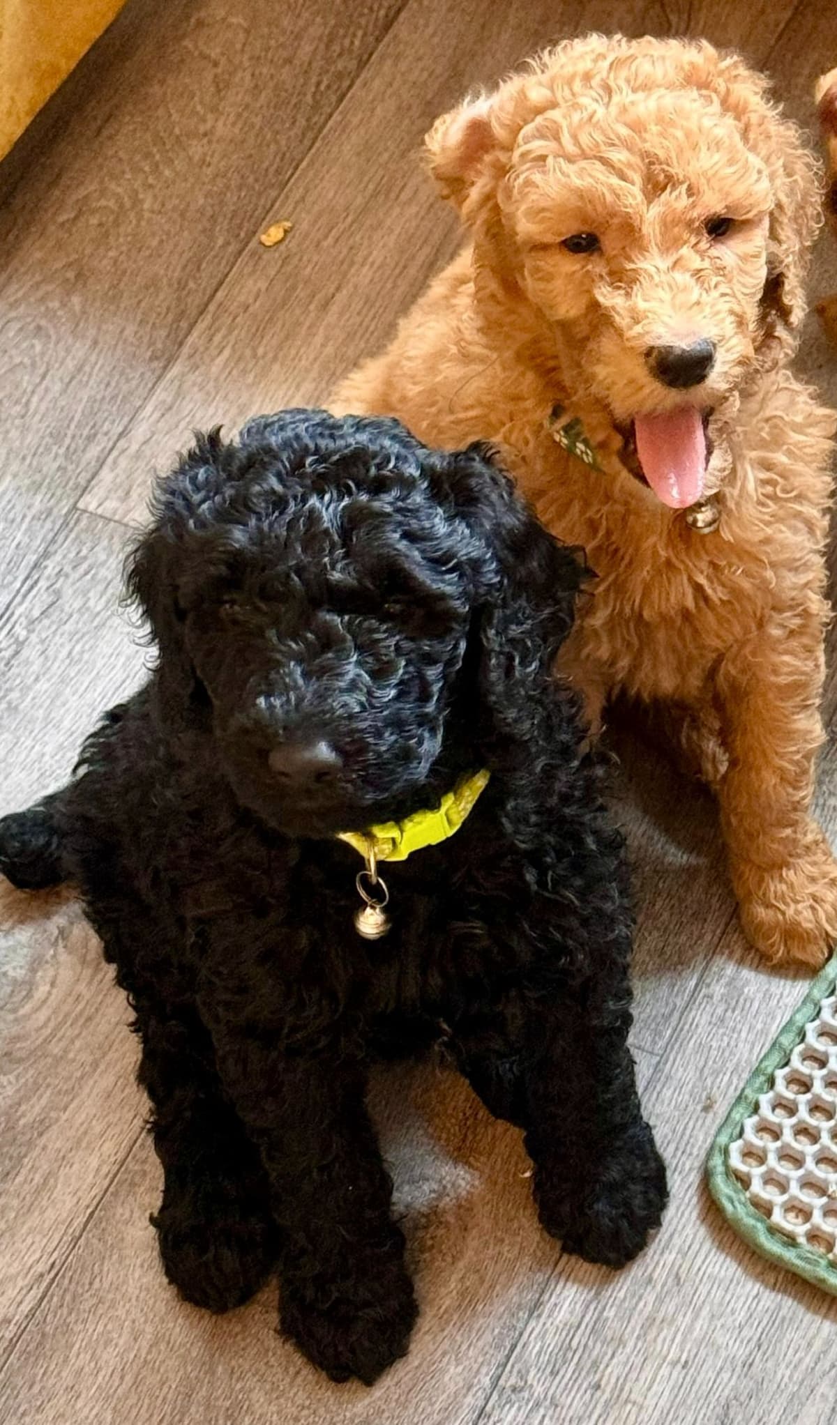 Poodle Puppies breeder image 16