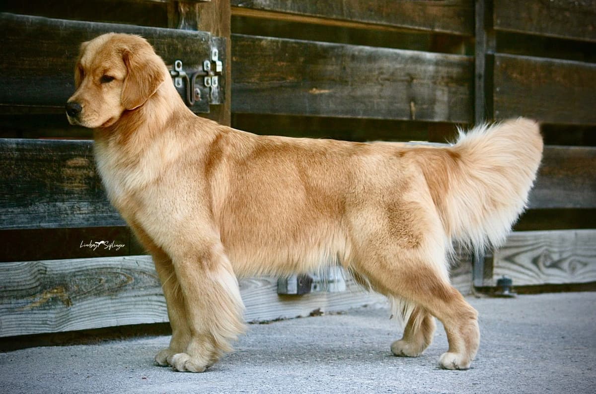 AKC Champion Golden Retriever Puppies breeder image 2