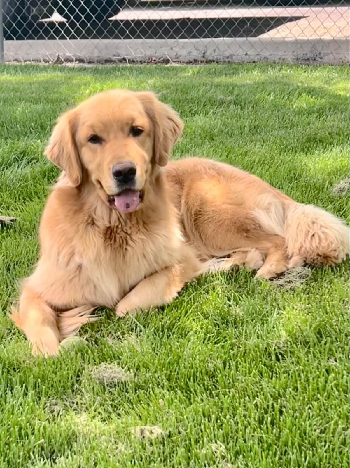 AKC Champion Golden Retriever Puppies breeder image 1