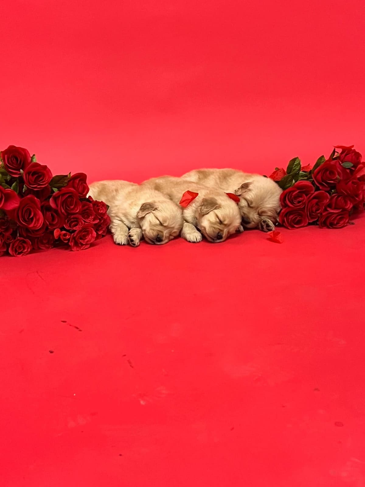 AKC Champion Golden Retriever Puppies breeder image 4