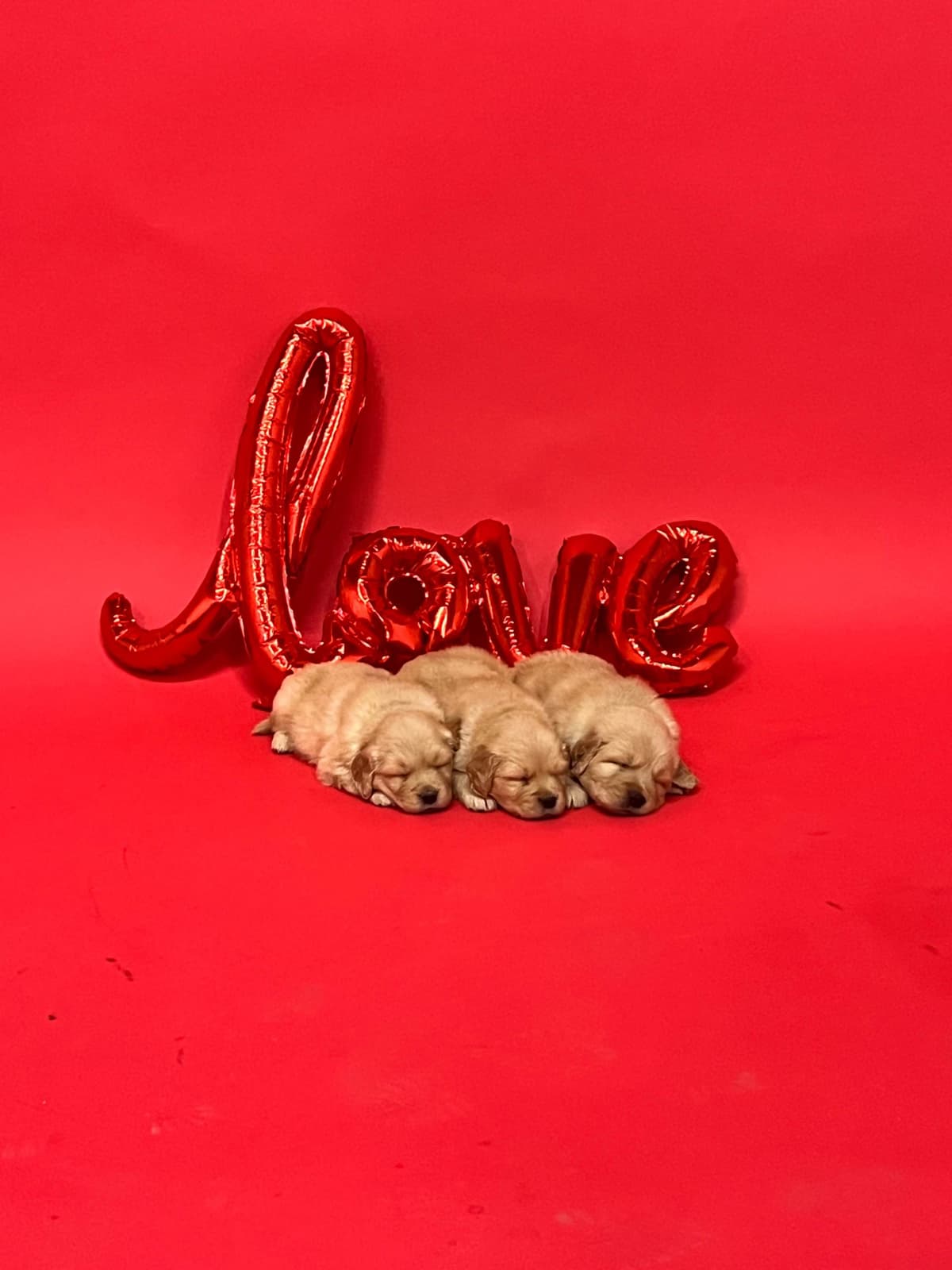 AKC Champion Golden Retriever Puppies breeder image 5
