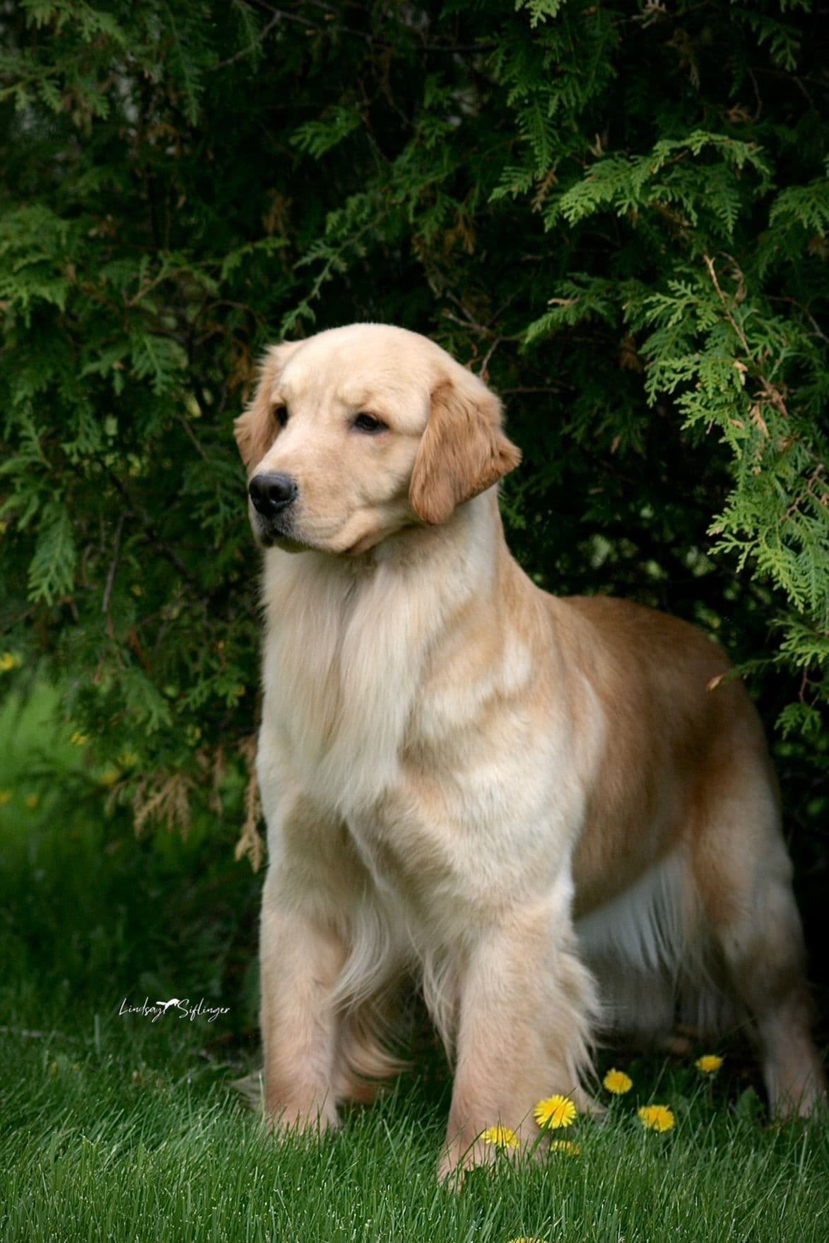 AKC Champion Golden Retriever Puppies breeder image 8