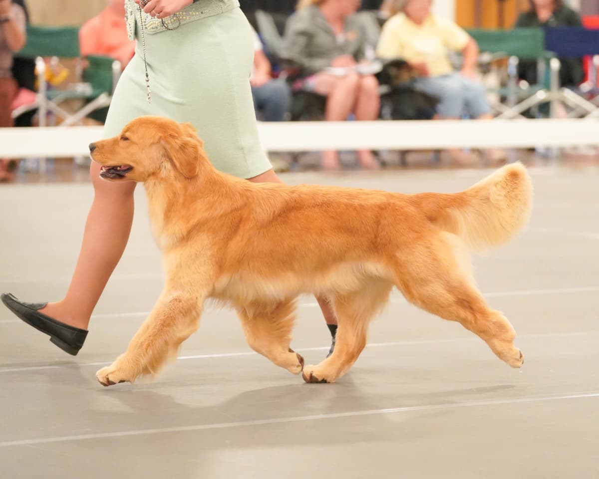 AKC Champion Golden Retriever Puppies breeder image 9