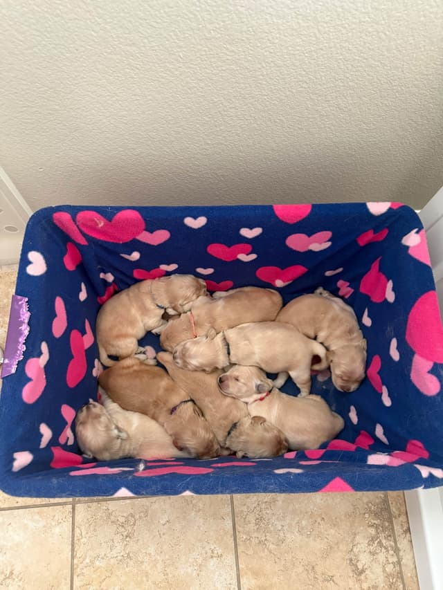 AKC Champion Golden Retriever Puppies media 3