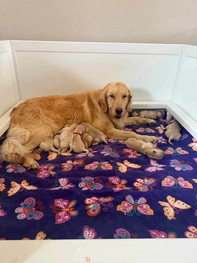 AKC Champion Golden Retriever Puppies media 2
