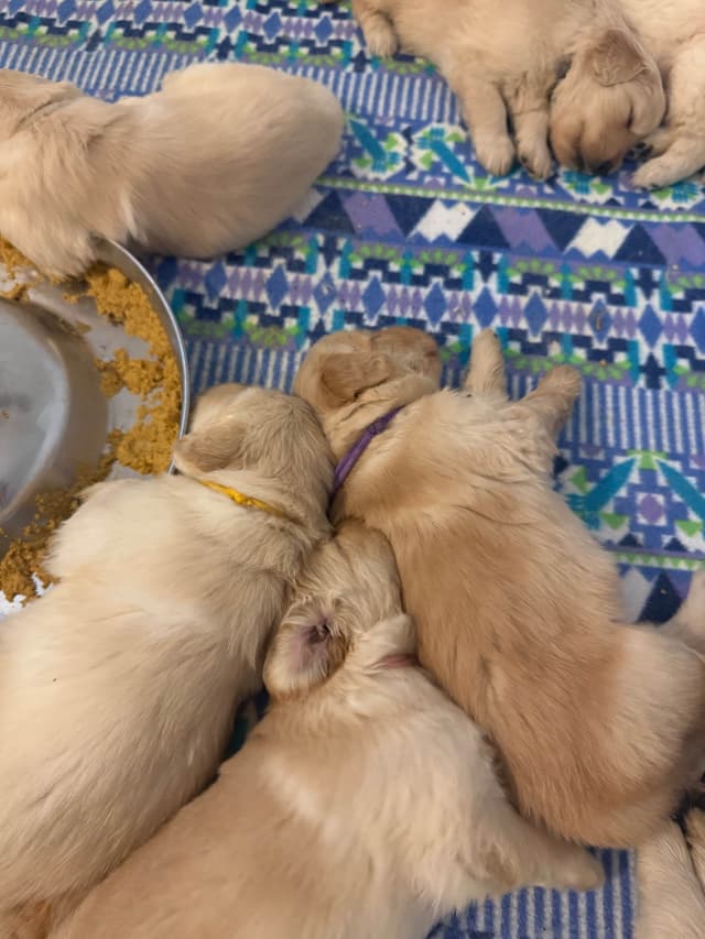 AKC Champion Golden Retriever Puppies media 5
