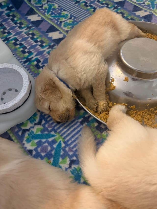AKC Champion Golden Retriever Puppies media 6