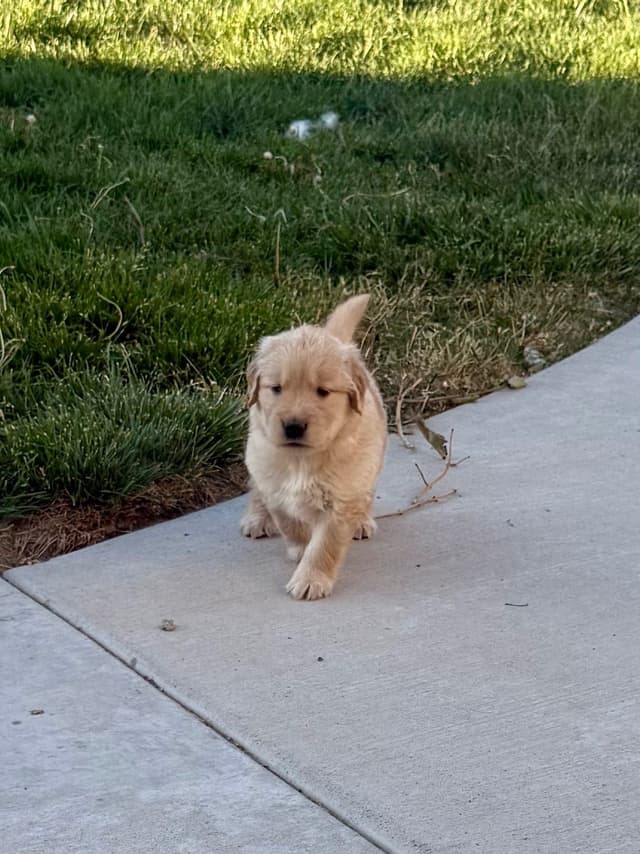 AKC Champion Golden Retriever Puppies media 8