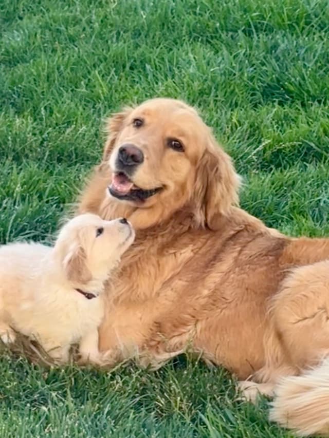 AKC Champion Golden Retriever Puppies media 9