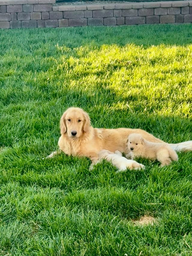 AKC Champion Golden Retriever Puppies media 10