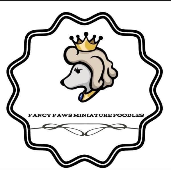 Poodle Puppies breeder image 1