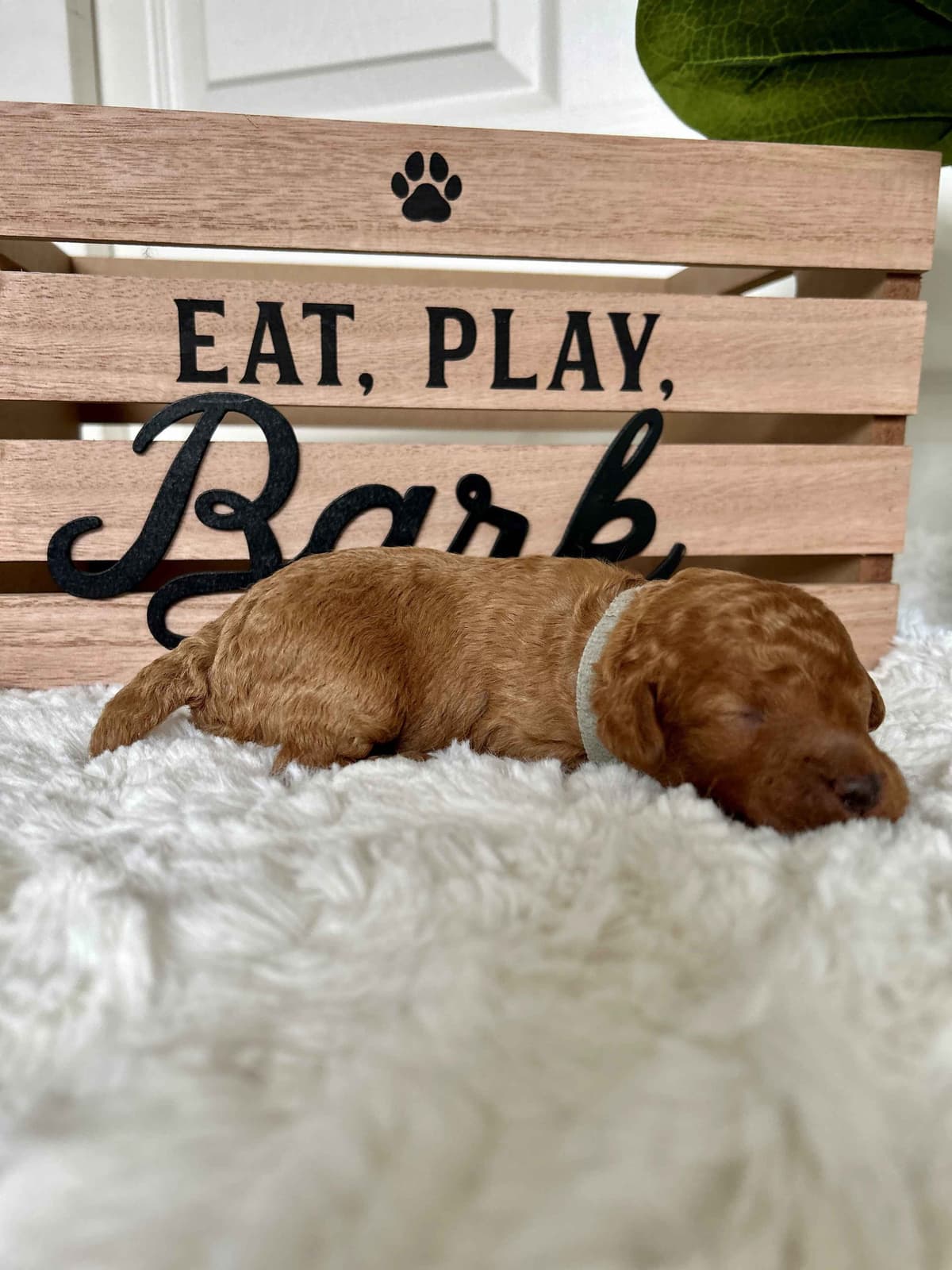 Poodle Puppies breeder image 3