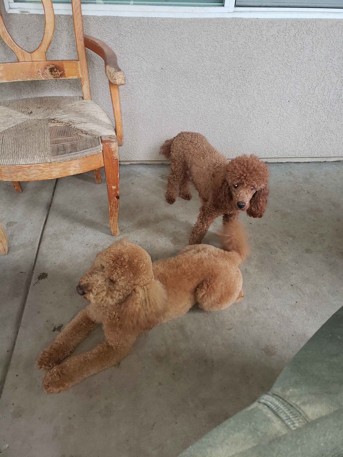 Poodle Puppies breeder image 4