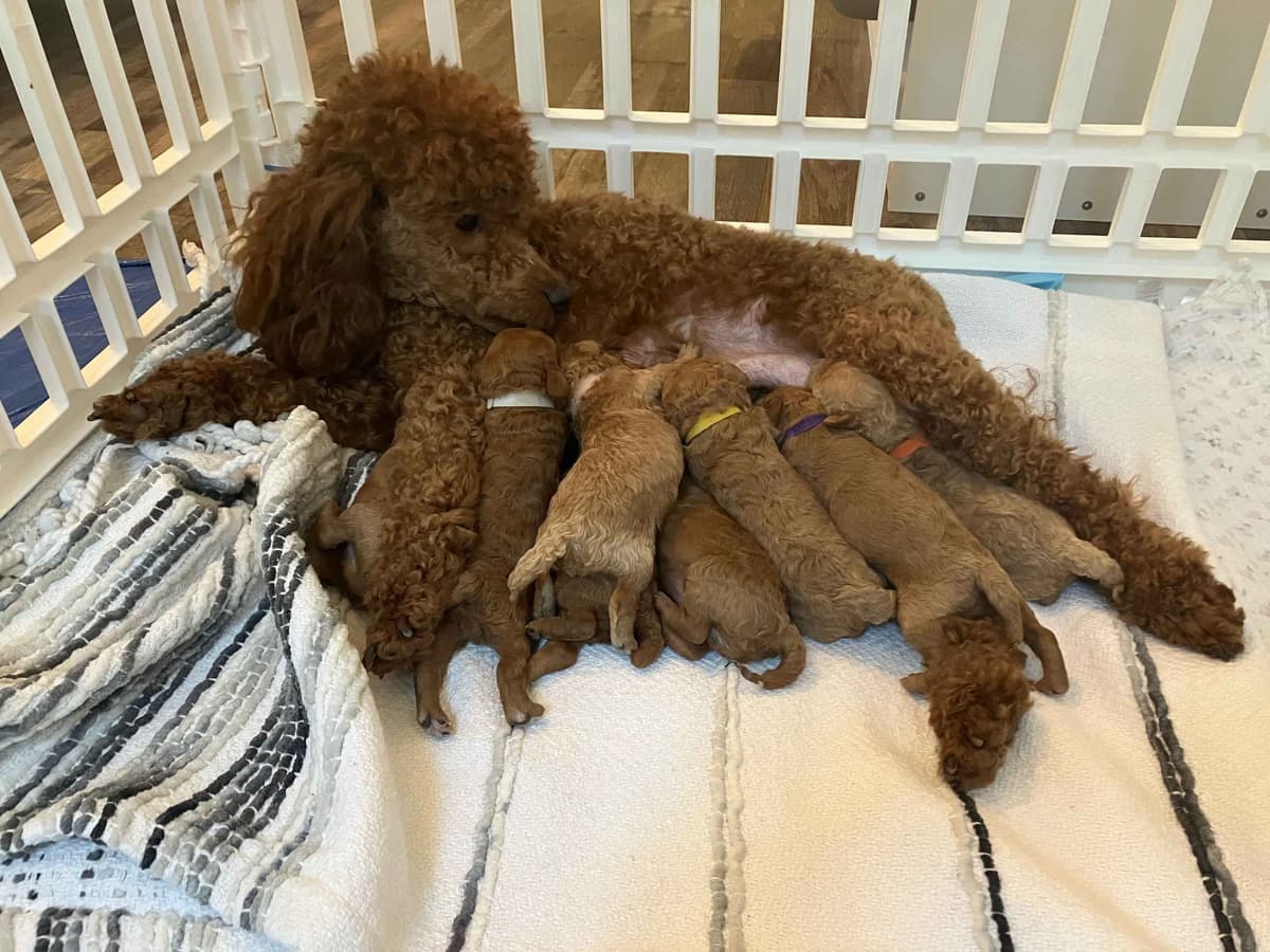 Poodle Puppies breeder image 5