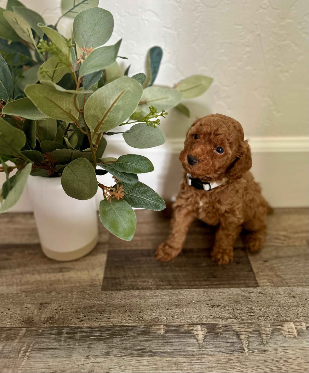 Poodle Puppies breeder image 6