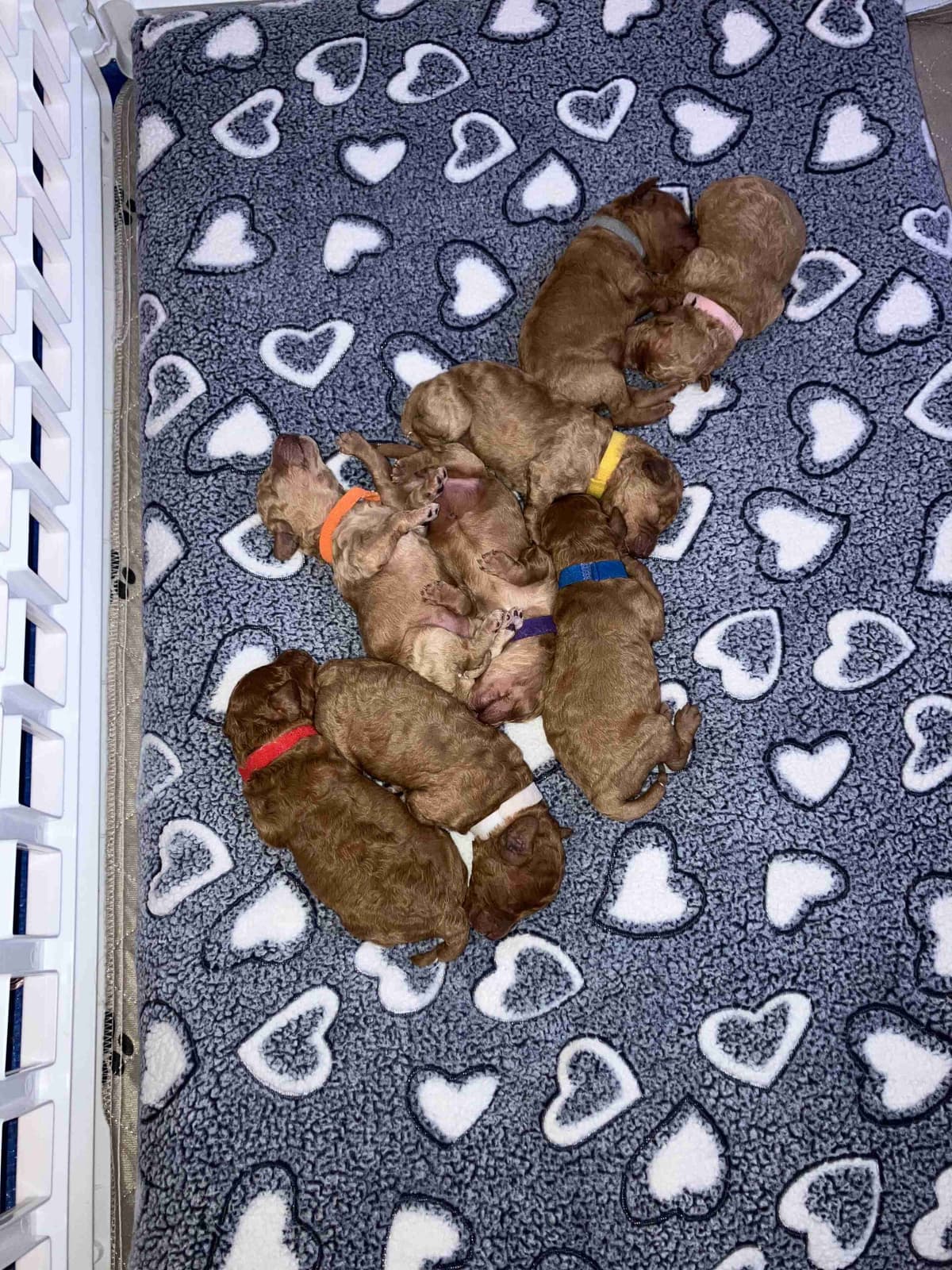 Poodle Puppies breeder image 9